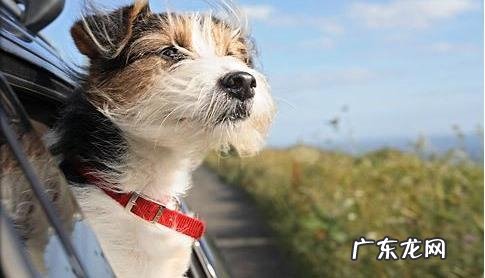 狗狗晕车该怎么办?怎么让小狗习惯性乘车?