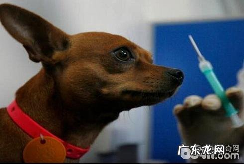 小狗注入预苗应当留意的难题有什么？小狗注入预苗常见问题