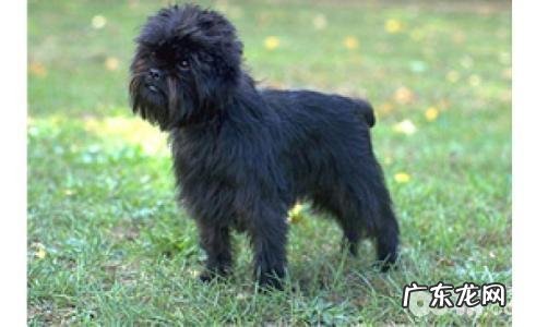 猴面梗是啥种类?猴面梗详解