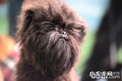 猴面梗是啥种类?猴面梗详解