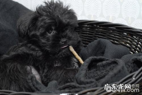 猴面梗是啥种类?猴面梗详解