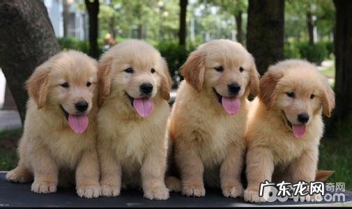 金毛性情如何 金毛详解