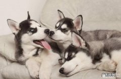 金毛发情期期内小宠物主应当该怎么办？