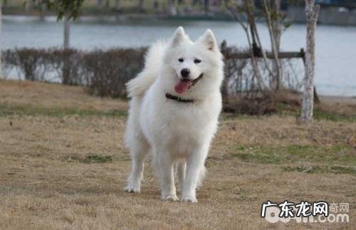 萨摩耶性格如何?萨摩耶性格剖析