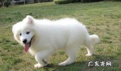 萨摩耶性格如何？萨摩耶性格剖析