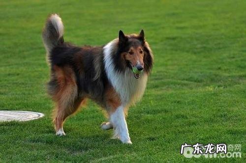 英国德牧犬如何?英国德牧犬性格特征详细介绍