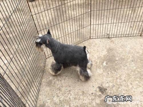 雪纳瑞一天喂是多少犬粮适合?