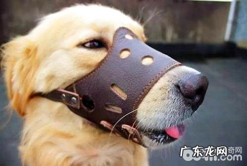 小狗叫个不停该怎么办?小狗叫个不停劝阻方式