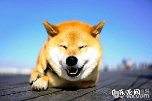 柴犬智商高吗？柴犬智商如何？