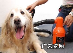 小狗担心冼澡该怎么办？如何让小狗习惯性冼澡