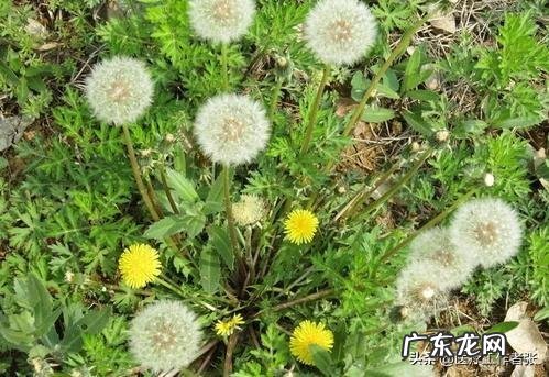 蒲公英泡水喝有哪几种功效 蒲公英泡水喝,都有哪些功效?有啥禁忌吗?