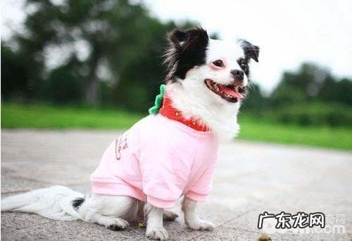 冬季如何遛猫遛狗?冬季遛猫遛狗如何维护狗狗爪子?