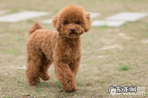 泰迪犬的优势及缺陷详解