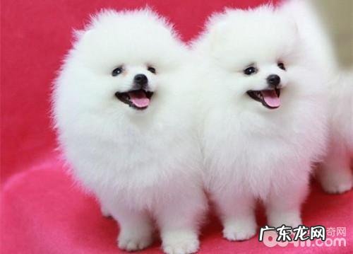 博美犬如何购买?博美犬购买方式