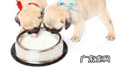 幼狗能够喝纯牛奶吗？幼狗喝牛奶拉肚子的缘故