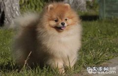 怀孕犬如何喂养？怀孕犬喂养方式