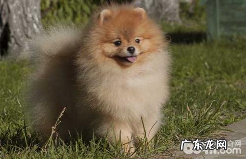 怀孕犬如何喂养？怀孕犬喂养方式