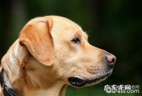怀孕犬如何喂养？怀孕犬喂养方式