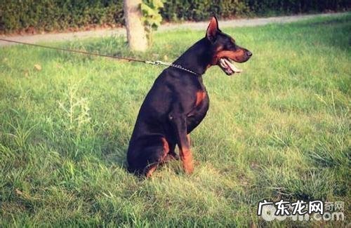 怀孕犬如何喂养？怀孕犬喂养方式