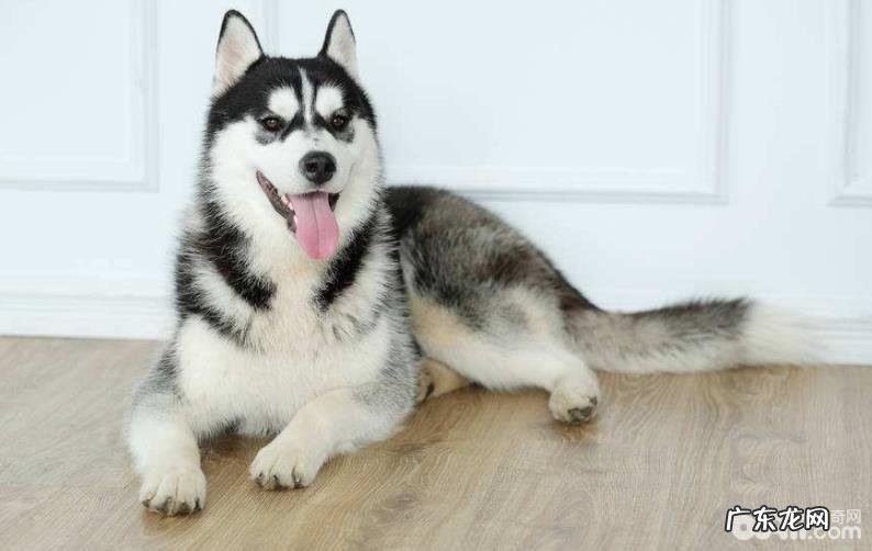 合适公寓楼喂养的大型狗有什么?大型狗强烈推荐