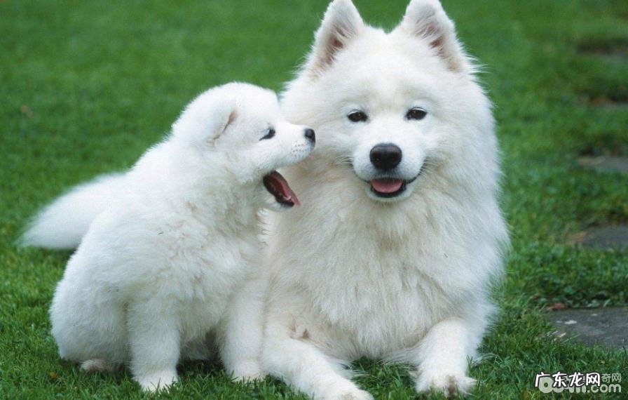 合适公寓楼喂养的大型狗有什么?大型狗强烈推荐