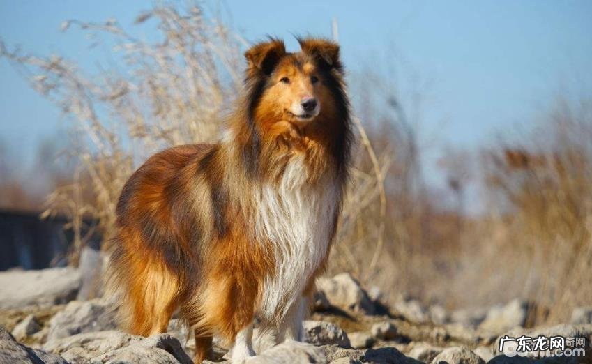 合适公寓楼喂养的大型狗有什么?大型狗强烈推荐