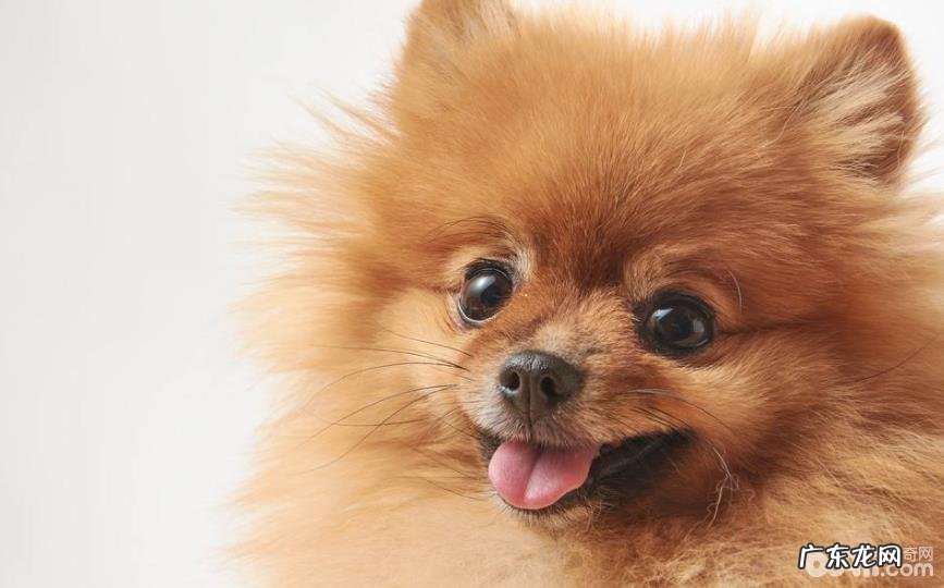 合适公寓楼喂养的小型狗有什么?小型狗强烈推荐