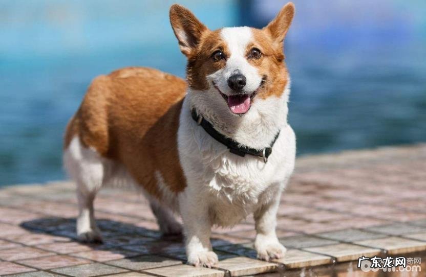 合适公寓楼喂养的小型狗有什么?小型狗强烈推荐