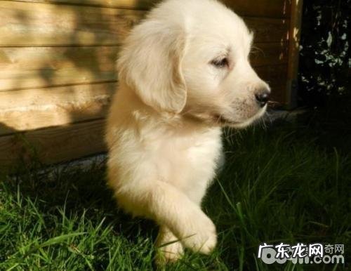 金毛幼犬怎么养?