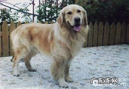 小狗被毛如何打线?小狗被毛打线方式