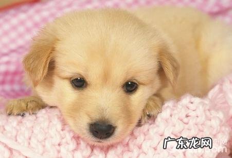 小狗被毛如何打线?小狗被毛打线方式