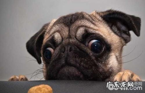 如何选择一只能的八哥犬？八哥犬选择方式