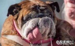 狗狗流口水该怎么办？狗狗流口水有哪些缘故？