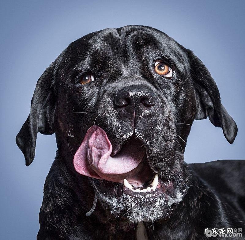 狗狗流口水该怎么办？狗狗流口水有哪些缘故？