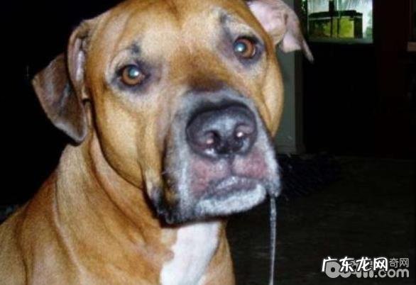 狗狗流口水该怎么办？狗狗流口水有哪些缘故？