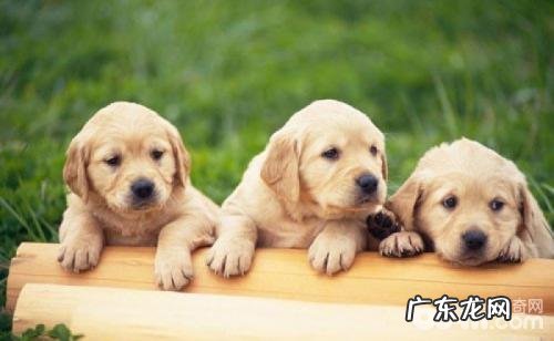 拉布拉多犬冬季怎么养 金毛冬季喂养方式