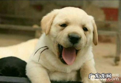 金毛如何剪修手指甲?金毛剪修手指甲留意方法