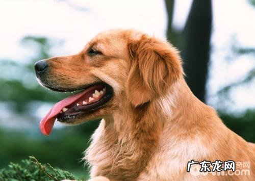 小狗肌肤及被毛怎么检查