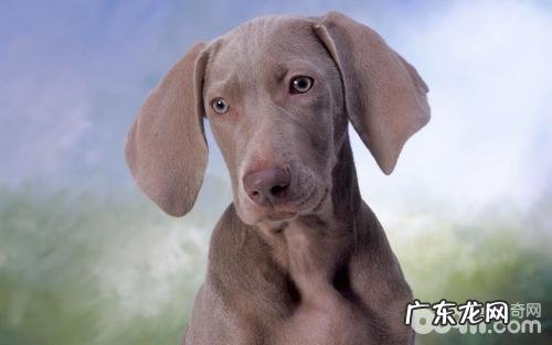 小狗肌肤及被毛怎么检查