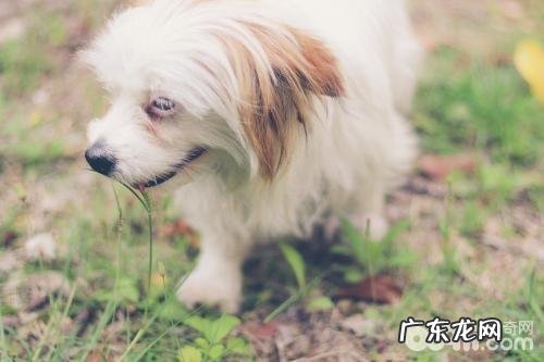 小狗肌肤及被毛怎么检查