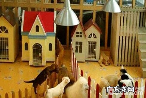 小宠物如何寄养宠物?宠物托管常见问题