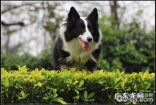 如何购买一只能的边境牧羊犬?