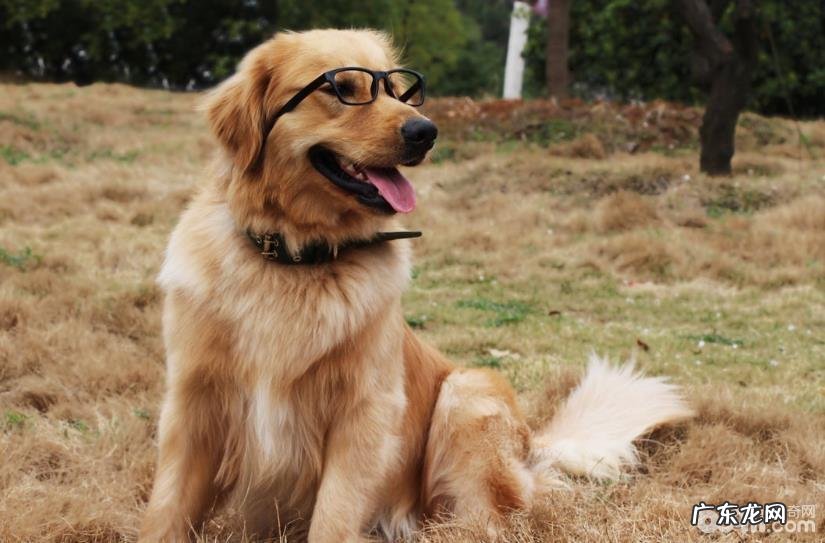 宠物犬选购的方式都有哪些?