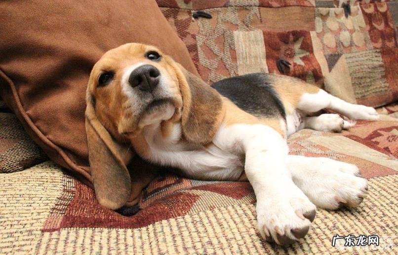 宠物犬选购的方式都有哪些?