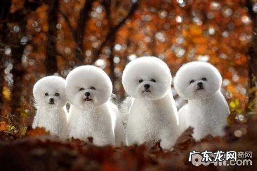 宠物犬选购的方式都有哪些?