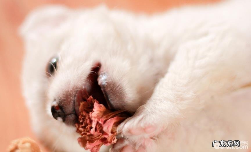 怎样辨别小狗的人体是不是身心健康？