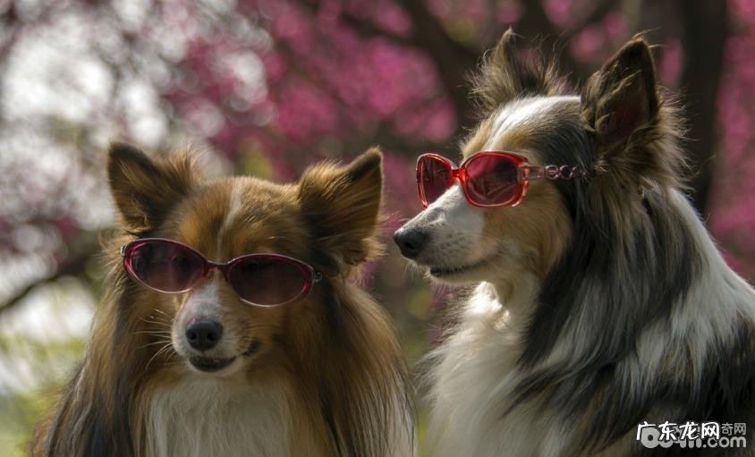 怎样辨别小狗的人体是不是身心健康？