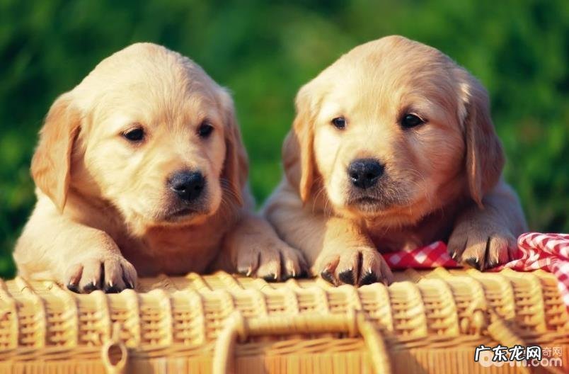 选购小狗时必须留意的都有哪些？