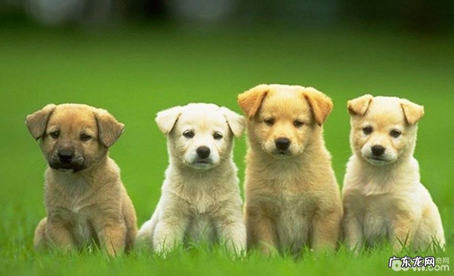 选购小狗时必须留意的都有哪些？