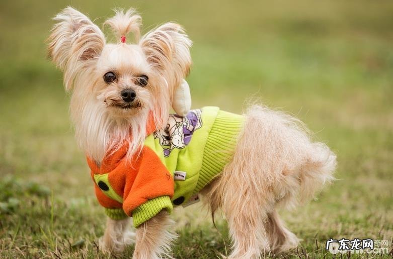 这两个方面对你说怎样挑到合自身性情的小狗